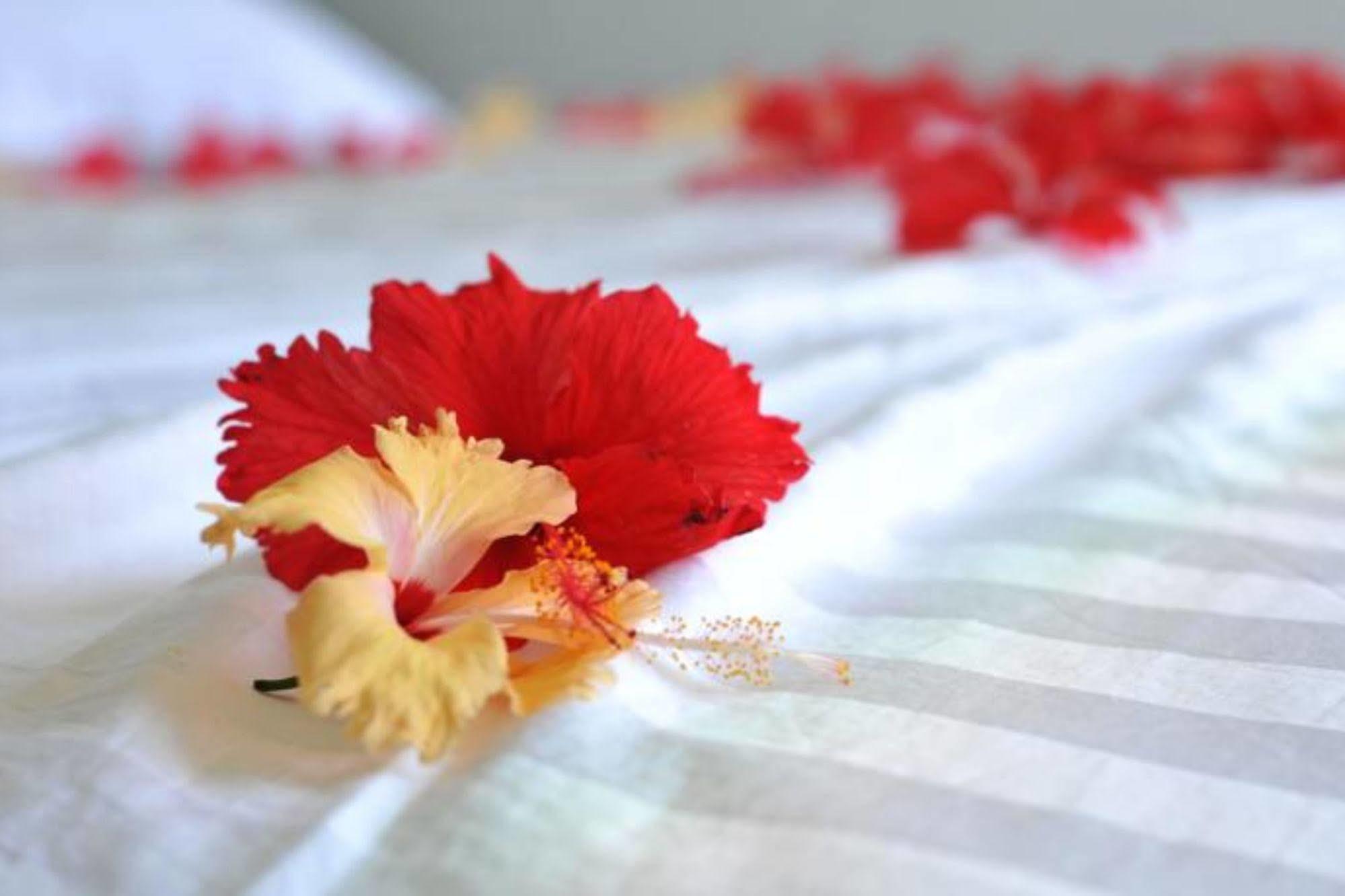 Fern Boquete Inn Hulhumale Ngoại thất bức ảnh